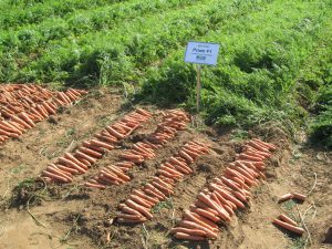 Clause displays Priam, a deep-orange carrot with a smooth finish and high tolerance to root breakage and red leaf virus. 