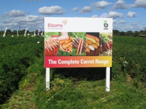 Seven seed companies, including Elsoms, showcase their selection of carrot cultivars in the trial.