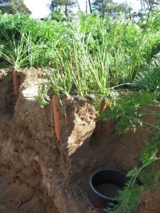 Cranfield University demonstrates soil management challenges in carrot production.