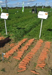 The British Carrot Growers Association’s 2017 variety trial includes 53 carrot cultivars.