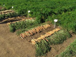 Several varieties of colored carrots are displayed in the field.