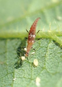 Here, a lacewing larva eats aphids. Like lady beetles, lacewings have voracious appetites. Photo courtesy Thelma Heidel-Baker