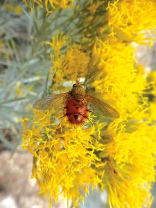 This tachinid fly is a parasitoid, which lays its eggs on or inside the body of its host. Photo courtesy Sarah Foltz Jordan