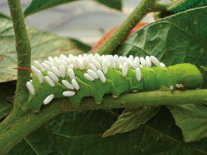 Pictured is a parasitized tomato hornworm, with the parasitoid’s eggs laid on the outside of the host’s body. Photo courtesy Thelma Heidel-Baker