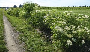 A hedgerow of blooming shrubs and perennials along a field border serves as habitat for beneficial insects. Photo courtesy Sarah Foltz Jordan