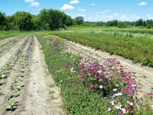 An insectary strip of blooming plants in the middle of a field supports beneficial insects throughout the cropped area. Photo courtesy Sarah Foltz Jordan 