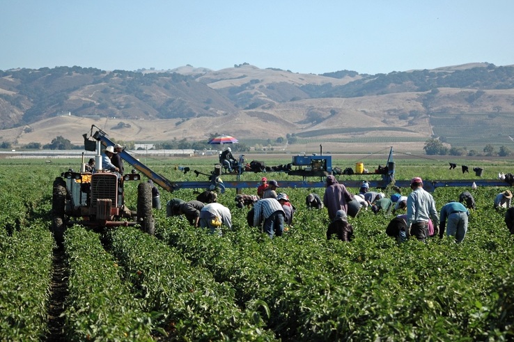 On-Farm Commercial Vegetable Grower Meeting at Peterson Family Farm