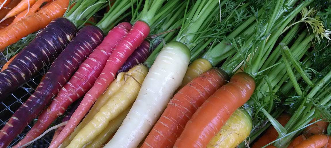 The Original Carrot Color: Orange or Purple?