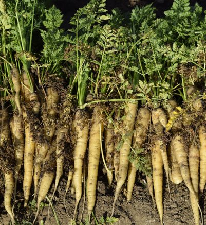 Yellow carrots