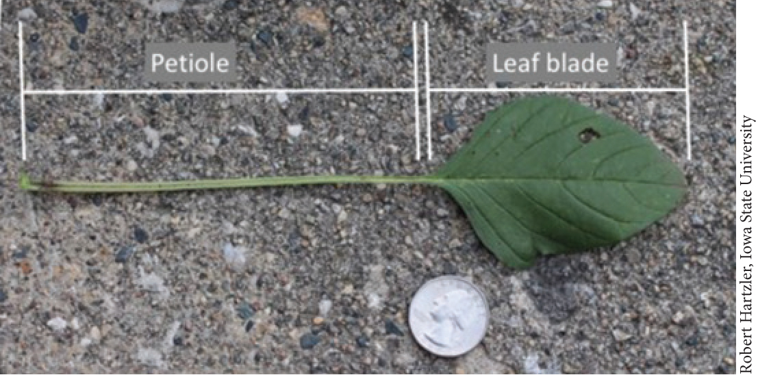 Pest Alert – Palmer Amaranth