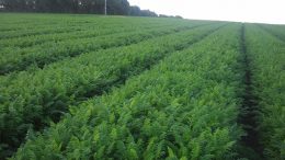 Carrot plants in a field