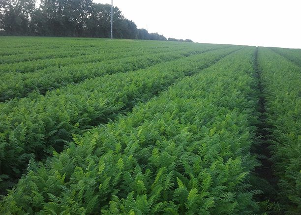 Carrot plants in a field