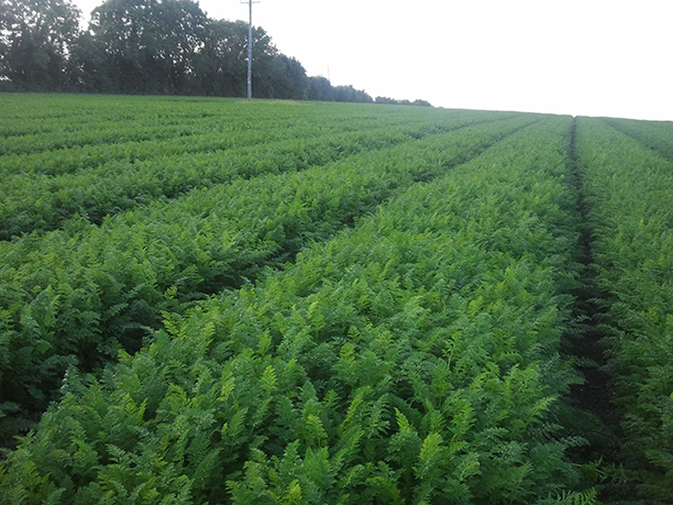 The Case of the Irish Carrots: A True Detective Mystery