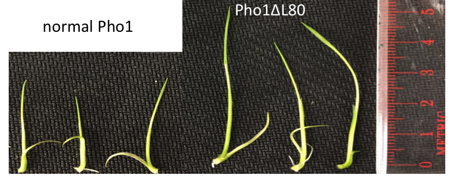 Removing Plant Enzyme Could Result in Faster Growth, More Food
