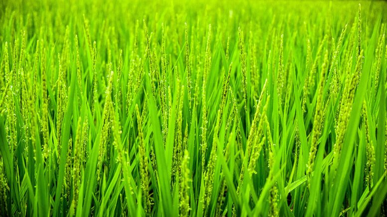 Field of grain