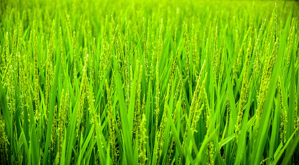 Cover Crop Acreage Surged 50% in a 5-Year Period