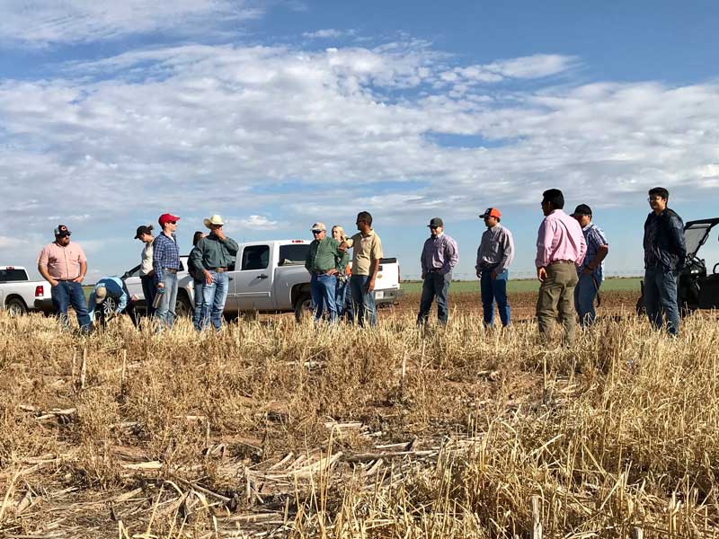 Cover Crops Can Benefit Hot, Dry Soils