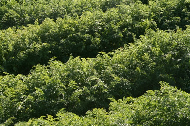 carrot farm field