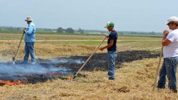 Josh Lofton and students monitor prescribed fire progress in wheat stubble. Photo by Beatrix Haggard