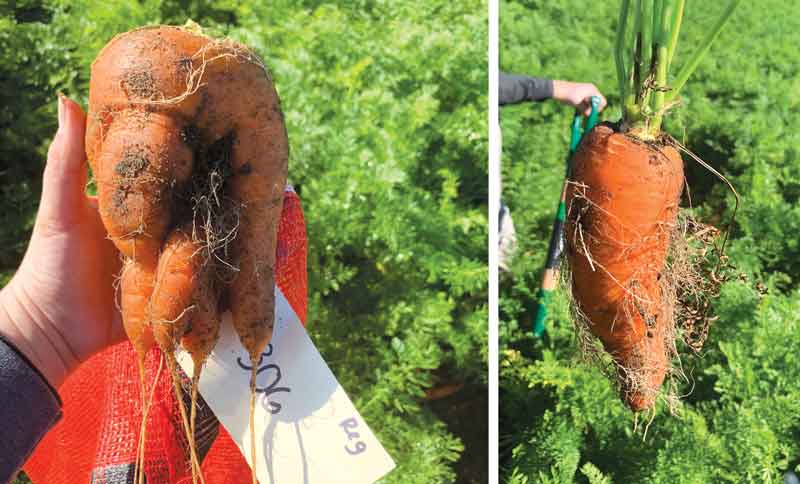 Nematode Control