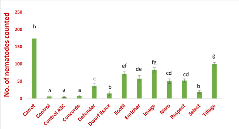 Figure 2. Lesion nematode counts on different cover crops after growth chamber host evaluation. Bars with the same letters are not significantly different. Oilseed radish cultivars “Control ASC” and “Concorde’” were from Allied Seed and the remaining from Dean Baas, Michigan State University.