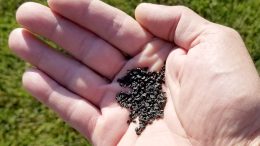 Onion seeds in a hand