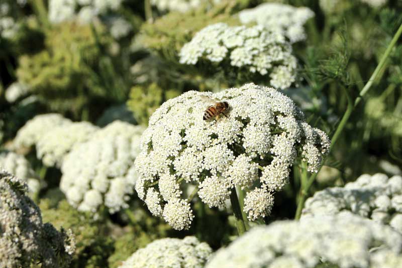 Bees work in the fields for six weeks, starting in early June.