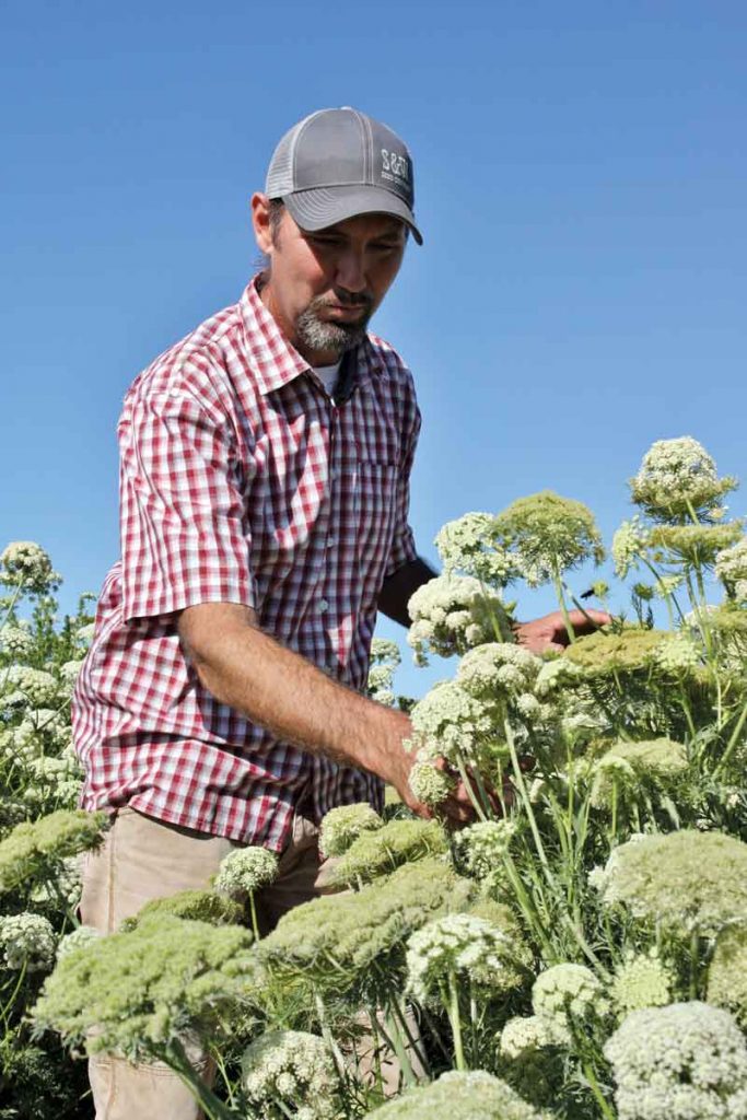 Zak Stephenson checks seed development mid-season.