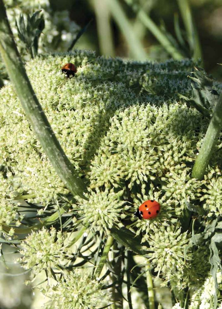 Ladybugs will eat lygus bugs, a major insect pest in carrot seed production.