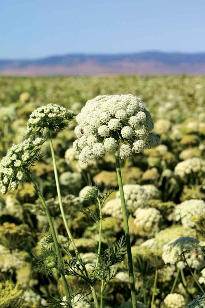 A field of carrot seed blooms in July.