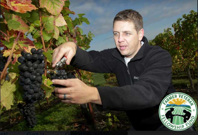 Veteran farmer tending grapes