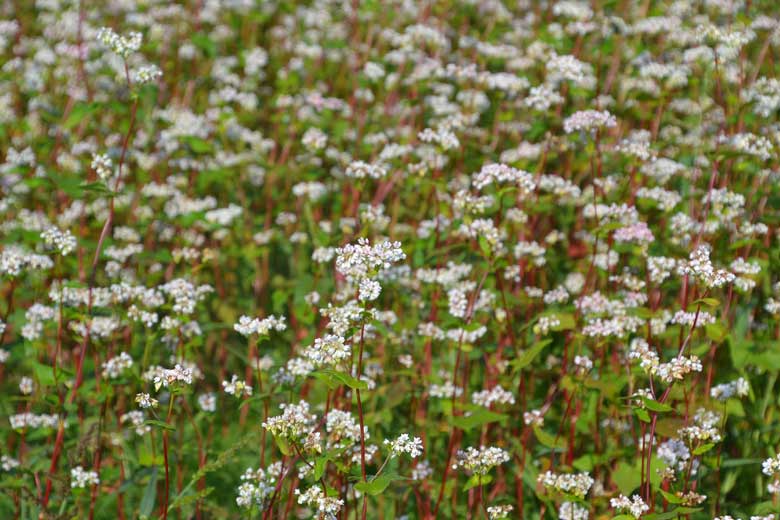 buckwheat flowers