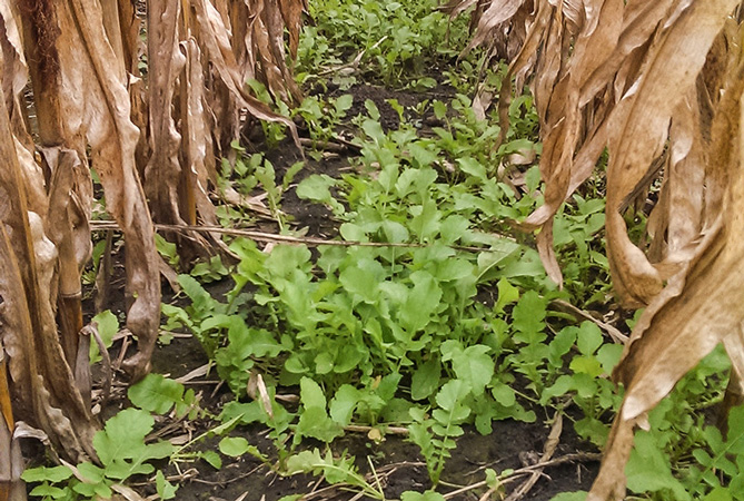 radish plants