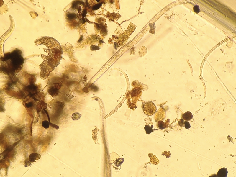 How Do Nematodes Help Plants and Soils?