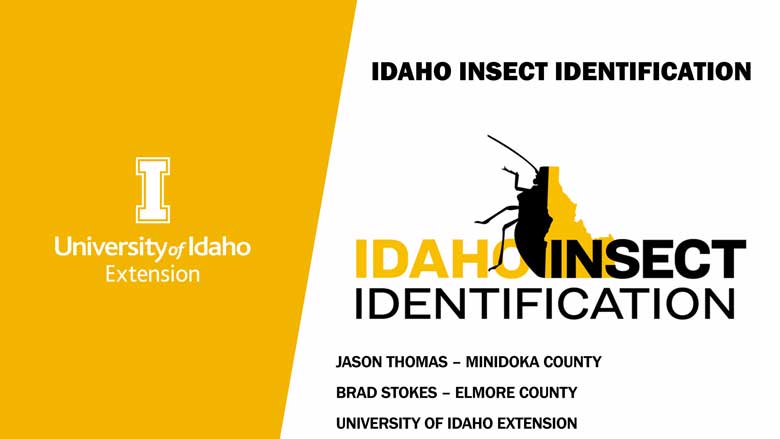 New Website: Insect Identification