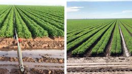 Figure 1. Solid set sprinkler (left) and furrow (right) irrigation systems water carrot fields in the Imperial Valley of California.