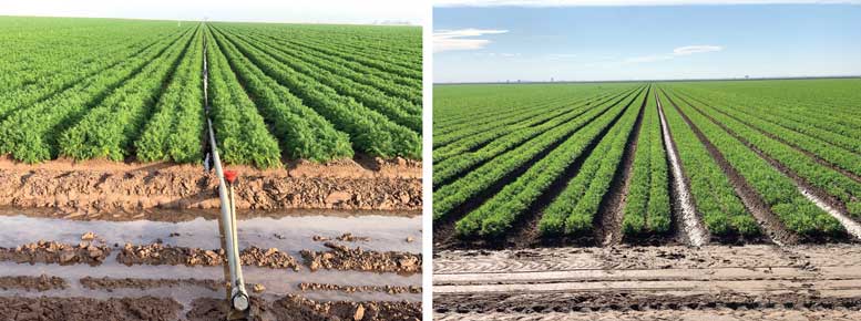 Figure 1. Solid set sprinkler (left) and furrow (right) irrigation systems water carrot fields in the Imperial Valley of California.