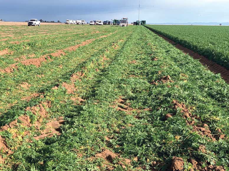 Figure 6. Carrot tops and plant residues remain in a fresh market carrot field in the Imperial Valley of California after harvest.