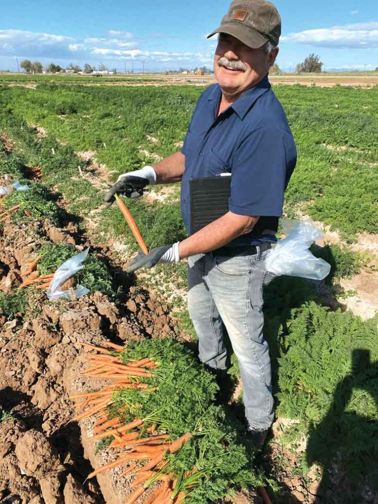 Jay Schafer, a carrot breeder for Pop Vriend Seeds in the Netherlands and owner of Schafer Ag Services, evaluates a carrot grown in the USDA carrot hybrid trial.