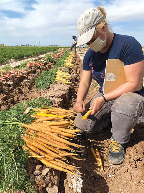 Katie Miller with the Organic Seed Alliance peels a carrot.