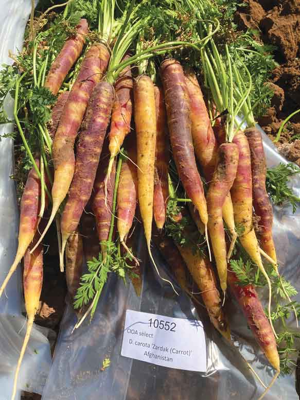 These carrots, selected from PI220517 in the USDA collection held in Ames, Iowa, offer good flavor.