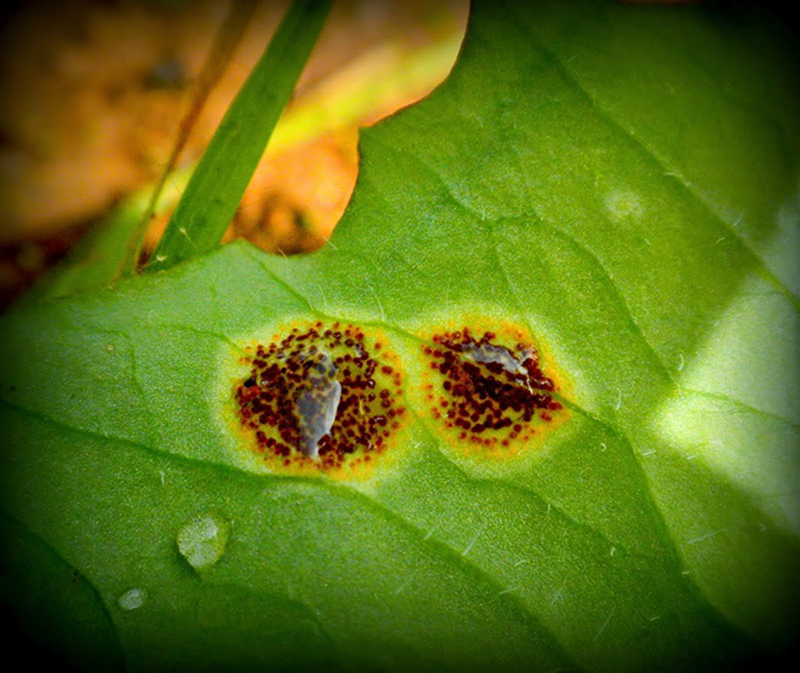 Invisible, Devastating and Sustaining: Research Explores Mysterious Microfungi