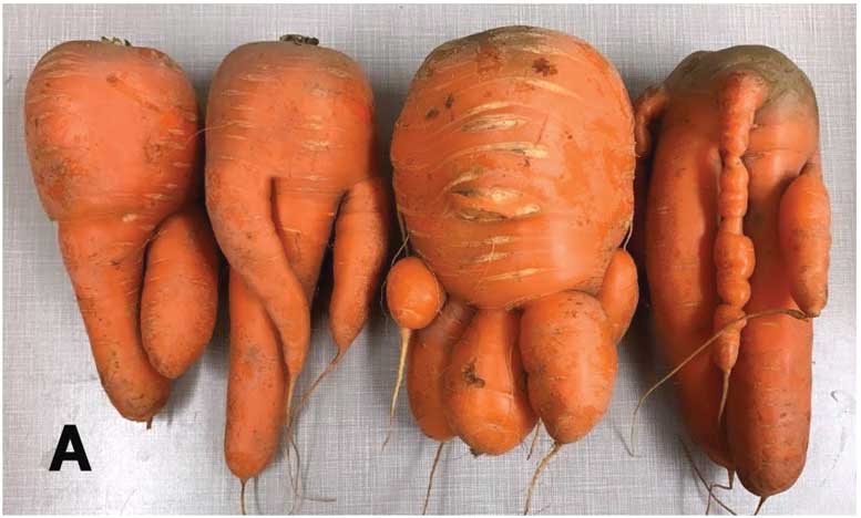 Manage the Damage: Integrated Approach to Manage Nematode Damage in Carrot Production