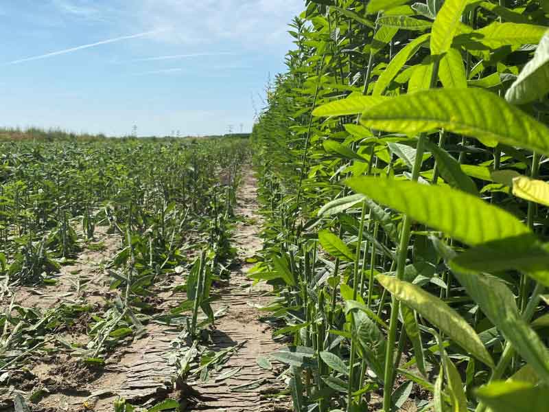 Research Confirms a New Forage Crop for Eastern Wyoming
