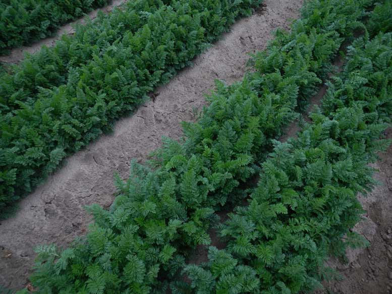Crop Insurance: Exploring the Options