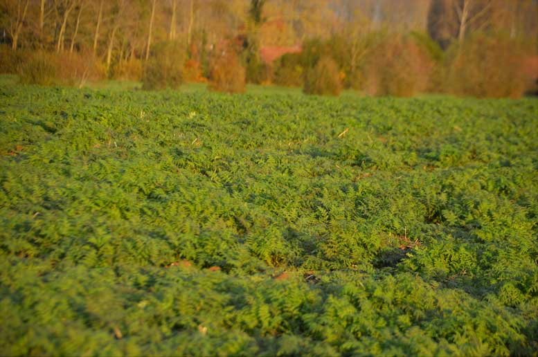 USDA Displays Trial Results