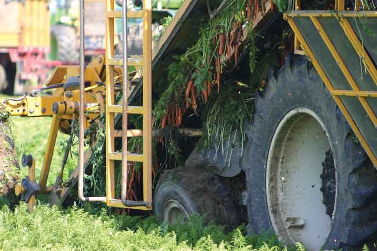 Don’t Let Unforeseen Pests Get the Best of Your Carrots