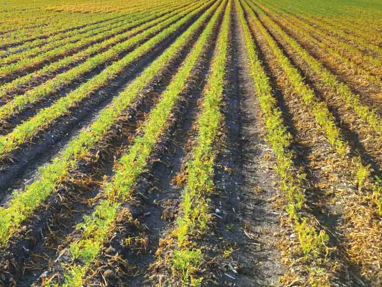 Pigweed Problems: Looking for the Best Herbicide Program To Manage Resistant Pigweed
