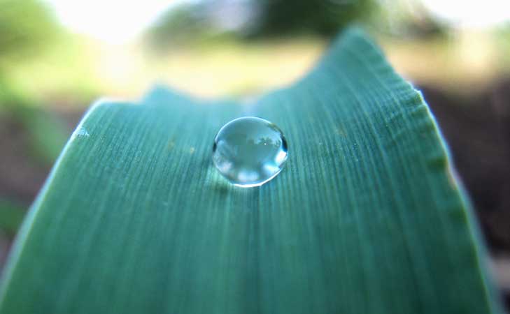 Does Dew Provide Water to Plants?