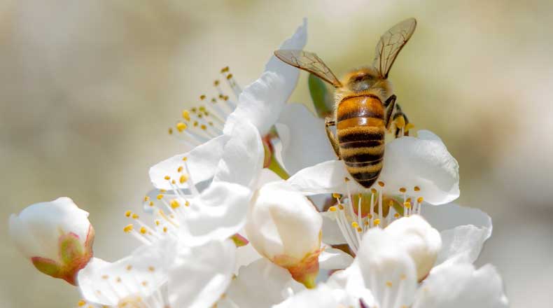 Self-Pollinating Plant Shows Rapid Loss of Genetic Variation